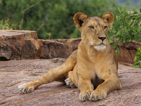 ik regeer (nog niet)
