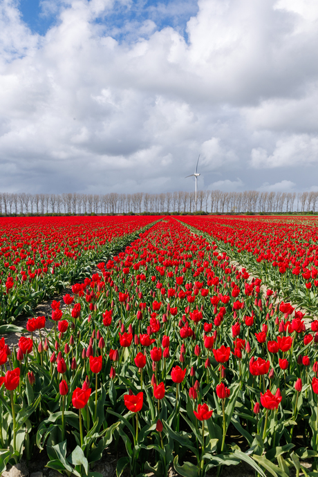 Het tulpenseizoen...
