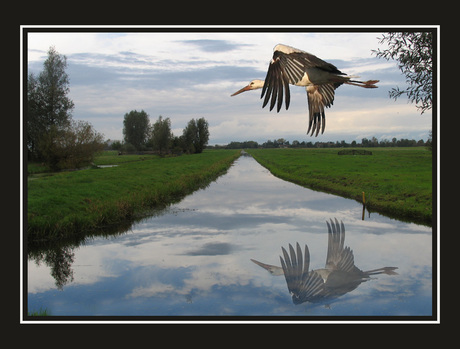 Laagovervliegende ooievaar