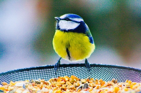 Vogelkleuren in de Winter