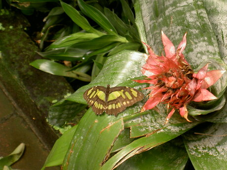 vlindertuin in blijdorp.