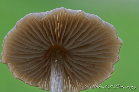 stack van een paddenstoel