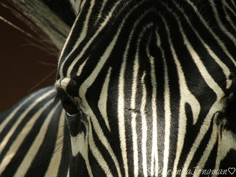 Zebra Close Up