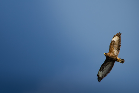 Buizerd in de Luxemburgse Ardennen