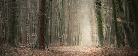 Licht in het bos