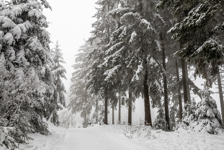 Alvast een sneeuwfoto :)