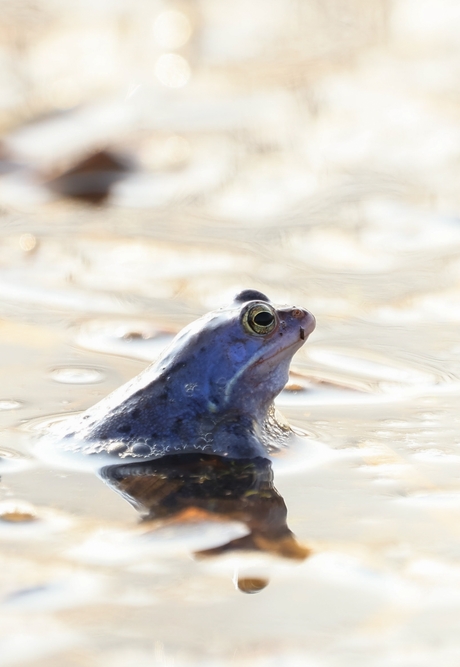 Heikikker in t zonnetje ..