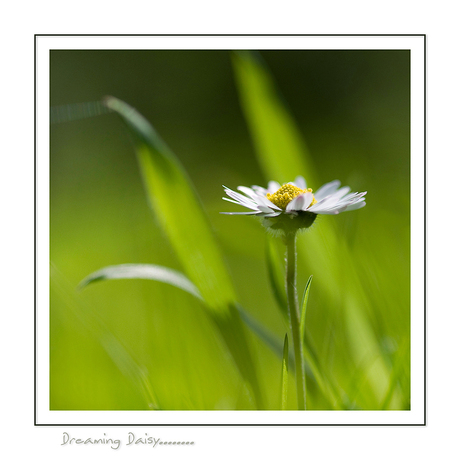 Dreaming Daisy