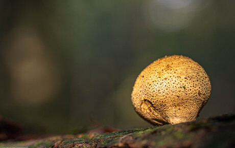 Gele aardappelbovist