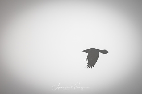 Raaf in de mist.