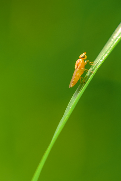 Mijn eerste insect