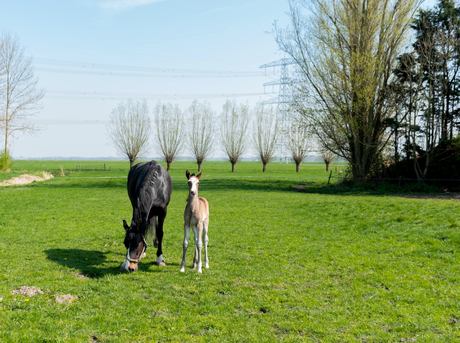 Paard met veulentje