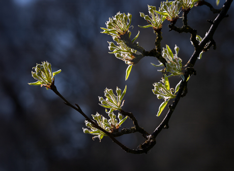 Lentelicht op perenbloesem