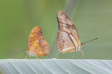 Frozen in Silence βοΈπ¦