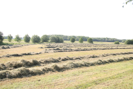 Maai seizoen is begonnen 