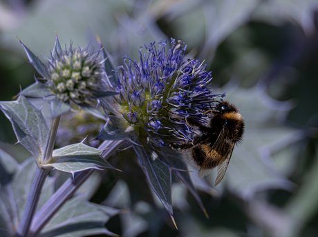 Bij op blauwe zeedistel