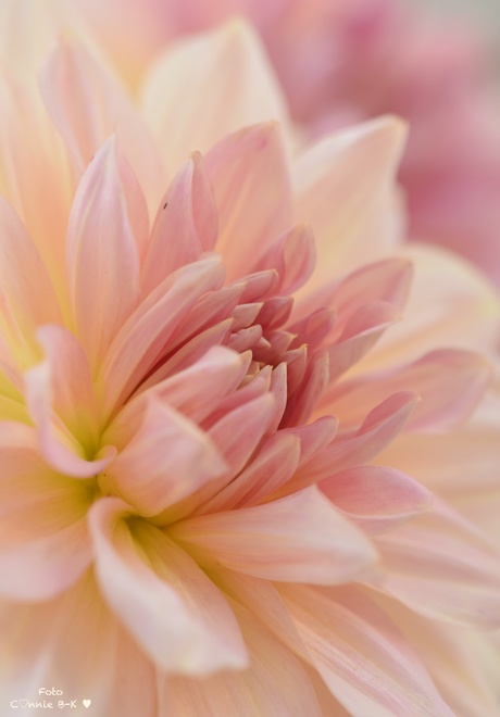 Dahlia