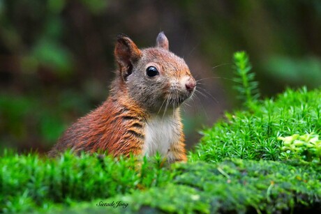 Eekhoorn, wat een beauty