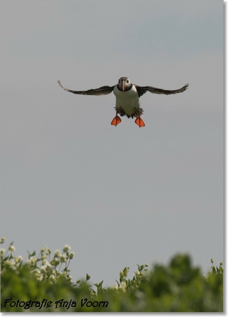 Ready for landing “ puffin”