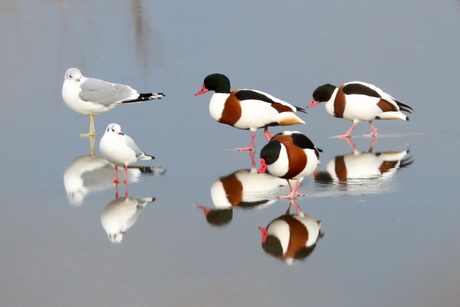 Bergeenden op gladijs