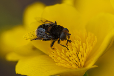 Hommel op Dotterbloem