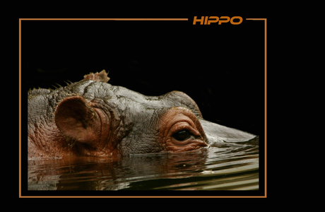 HIPPO MACRO 2