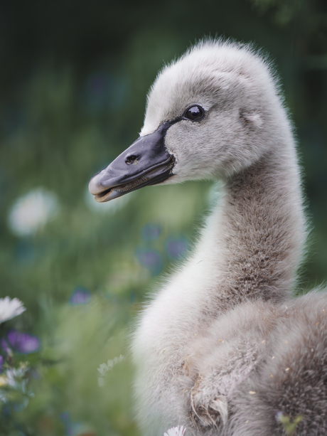 Baby black swan