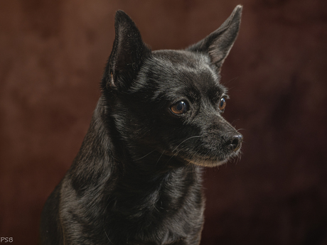 Bo - Chihuahua 