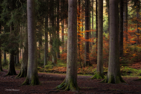 Simple autumn woodland