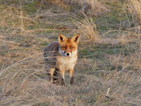 vosje AWLduinen