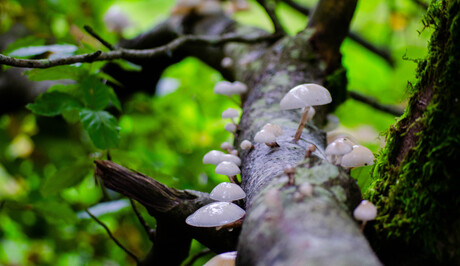 Hoeveel passen er op een tak…