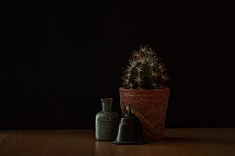 Cactus, Vaas. Bel.