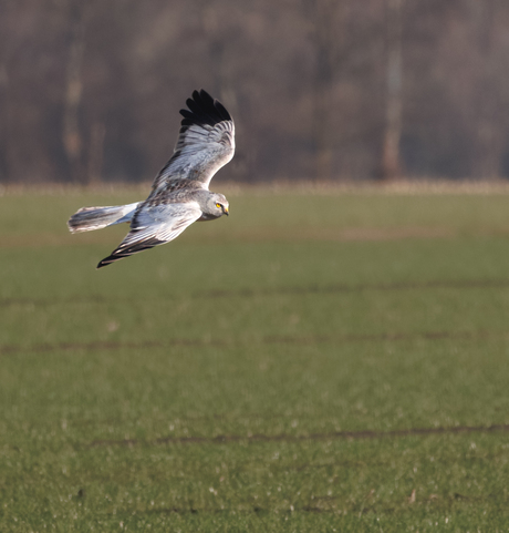 De Blauwe kiekendief