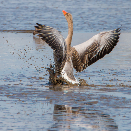 GRAUWE GANS