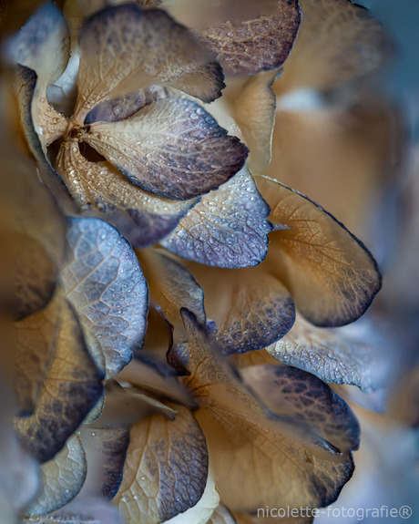 Gedroogde hortensia
