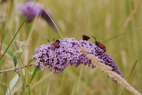 Natuur 