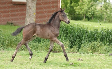 veulen