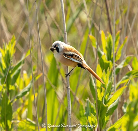 Baardmannetje 