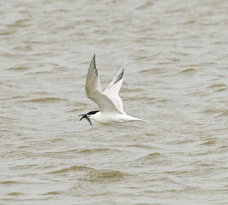 Grote Stern met vis in zijn snavel