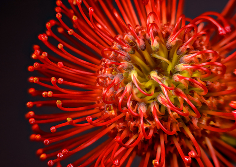 Pincushion protea (Leucospermum cordifolium) (Suikerbossie)