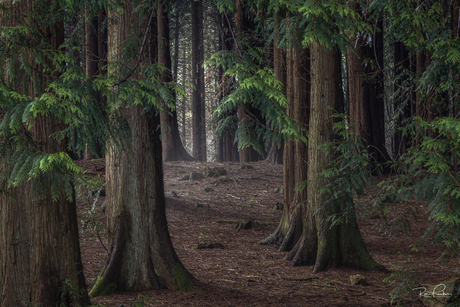 't Speulderbos