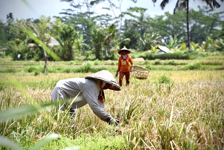 Rijst oogsten