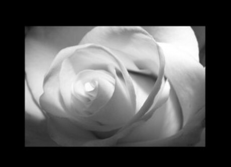 black white sad rose
