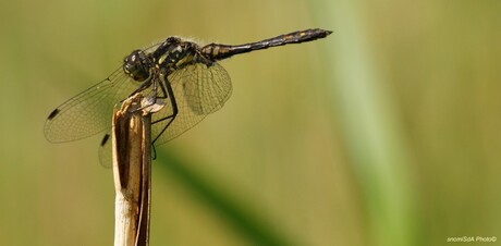 Zwarte heidelibel