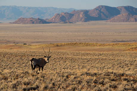 oryx in Namib-Naukluft National Park
