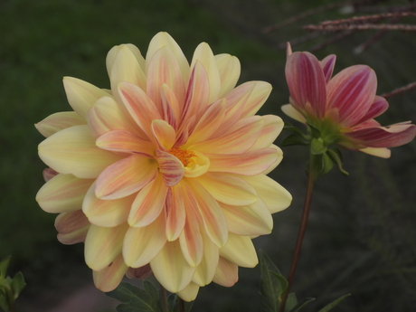 Dahlia's uit eigen tuin 
