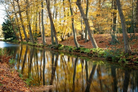 Bos Schraveland Herfst