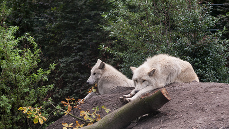 Witte Wolven