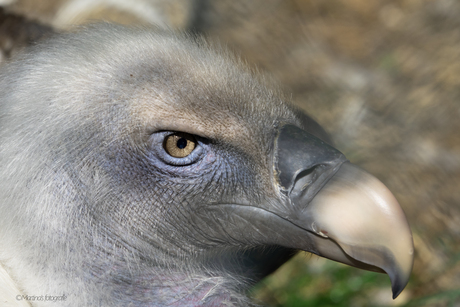 dagje Avifauna