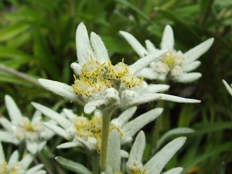 Edelweiss